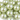 16 mm lyse perlemorsgrønne South Sea Shell perler - nærbillede