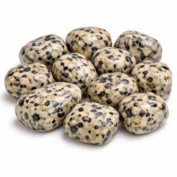 Dalmatiner lykkesten til Tyr og Vandmand